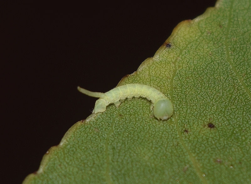 Ciclo vitale di Laothoe populi, Sphingidae